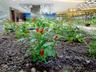 Illustration for article titled An Urban Farm In the Most Unlikely Location: A Shanghai Mall